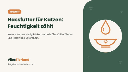 Ratgeber: Nassfutter für Katzen – Feuchtigkeit zählt
