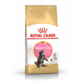 Royal Canin Feline Maine Coon Kitten